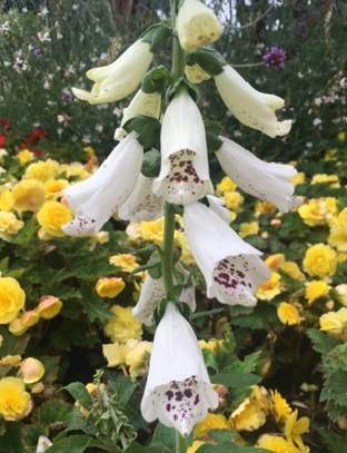 Foxglove variety 2